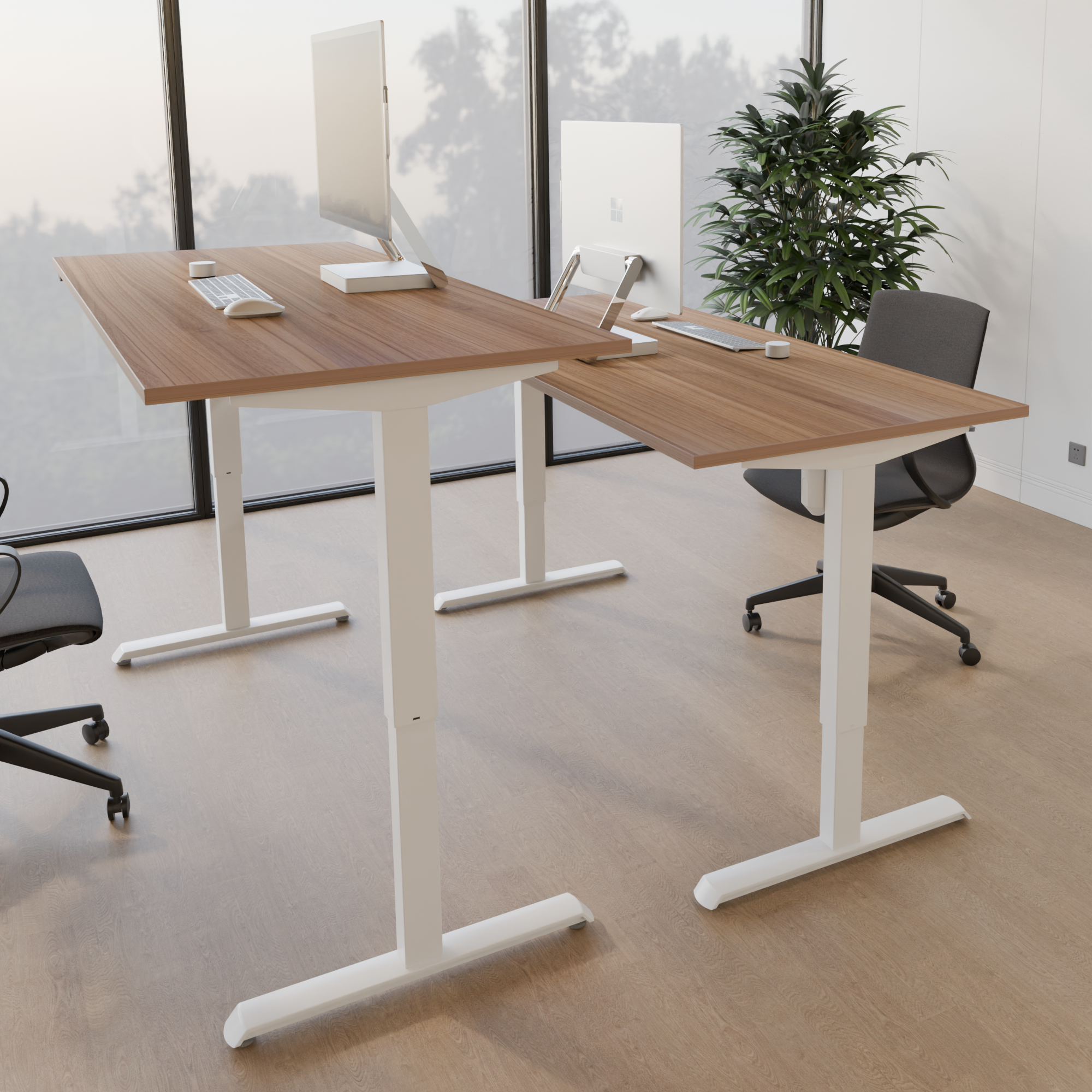 Schreibtisch steh/sitz | 160x80 cm | Nussbaum mit weißem Gestell